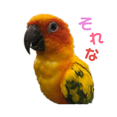 鳥たちの日常‪