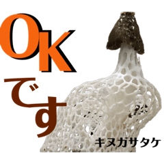 京都の夏のきのこシリーズ