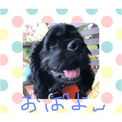 アメコカのあ〜る