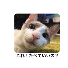 白猫だったシオちゃん