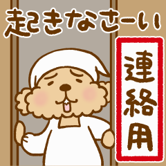 トイプーのぷう太郎 連絡用