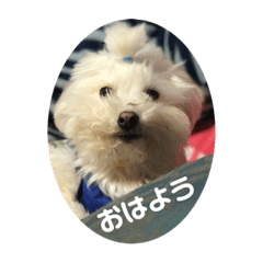 コロン＆つくしの生活