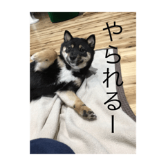 犬のカエデちゃん