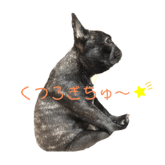 フレンチブルドッグAlly①