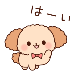 トイプーのフランクなお返事＆リアクション