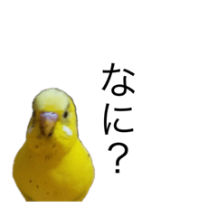 インコ6