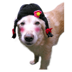 ゆかいなぼんぼんファミリー