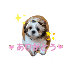 シーズー空の日常