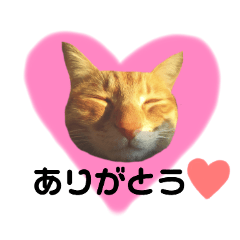 ねこ写真スタンプ★ver2【みみご編】