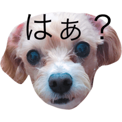 クーちゃん series❤