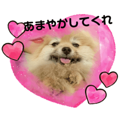 ポメラニアンぽん太の日常いろいろ