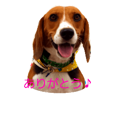 ビーグル犬、リーフ