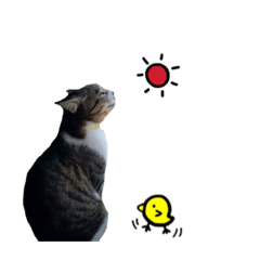 ねこのちーちゃん。