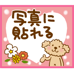 トイプーのぷう太郎【写真に貼れる編】