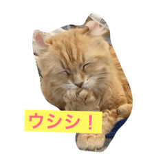 ルネのひとりごと