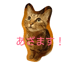 チャロという猫の日常 ver.3