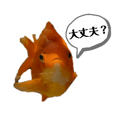 きんぎょぎょぎょ