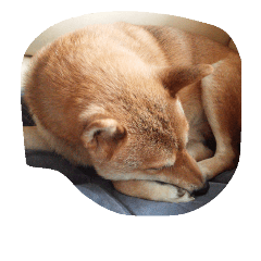 柴犬パンチくん♡