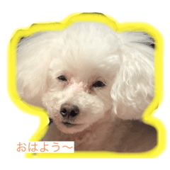 我が家のみるくさま