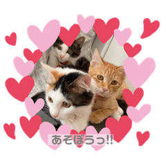 我が家の猫達 もなか、ぽんず、いちじく