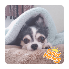 ハヌル店長のほんわか日常