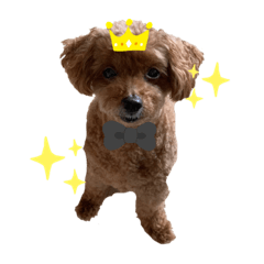 トイプードルのチロル君♡