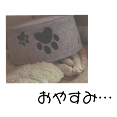 しろねこのジジ