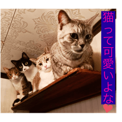 俺専用、我が家の愛猫
