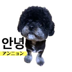 黒わんこバビくん  韓国語ver.