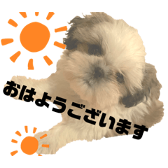 シーズーnoむぎ