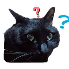 黒猫　雷神天神