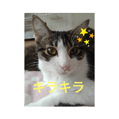 ねこだいすきなひとがつくったスタンプ！