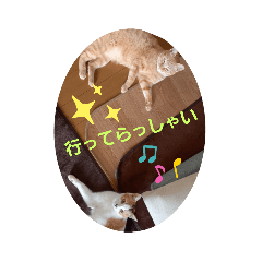 さくら猫の日常⑥