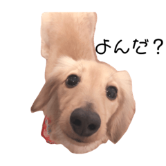 人間みたいなダックスフント