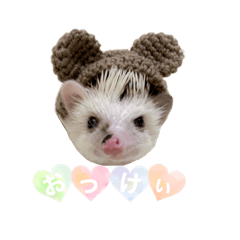 ハリネズミのこむぎちゃん③