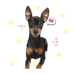 大好きぼーちゃん　ワン1