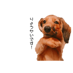 ミニチュアダックスのシェリー(子犬ver)