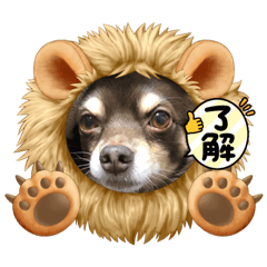 ラブたんチワワ