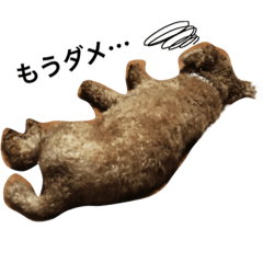 トイプードルのチーズくん、2個め。