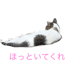 ゴロゴロしている猫