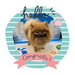 ポメラニアンスタンプ①
