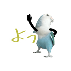 手がついたコザクラインコのそらちゃん