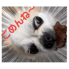 一言犬(男子向け)