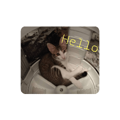 猫のきょうだい