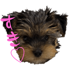 ヨーキなチャイ君