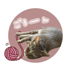 リアルねこの可愛い日常スタンプ