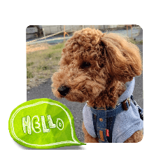 トイプードル テト