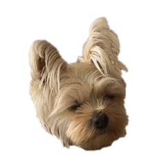 もあでござる。