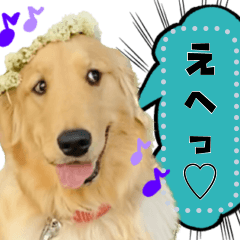 表情豊かなゴールデンレトリバー