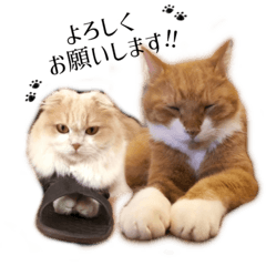 ジンジャーくんとラテちゃんの喜怒哀楽